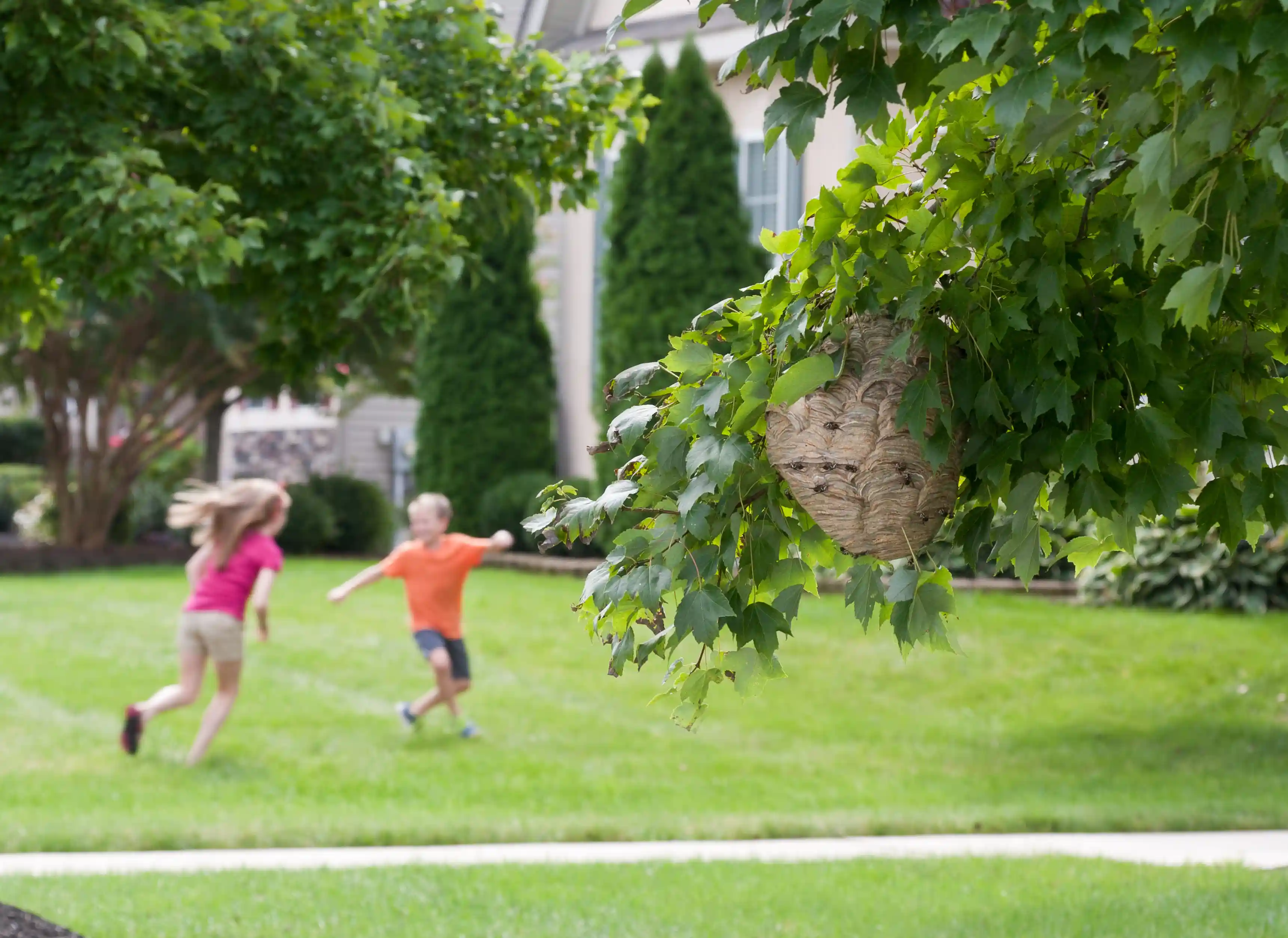 6 Reasons You Need Professional Bee Removal | Wildlife Removal Services