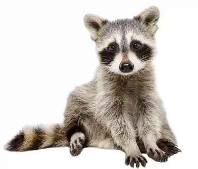raccoon