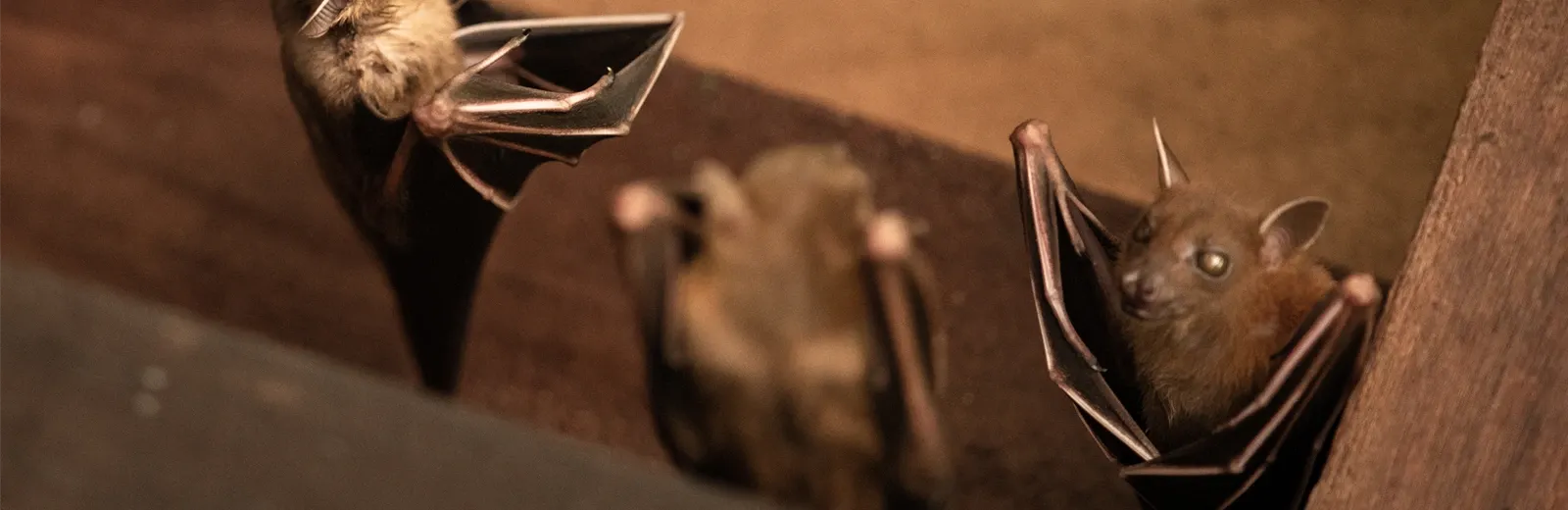 bats