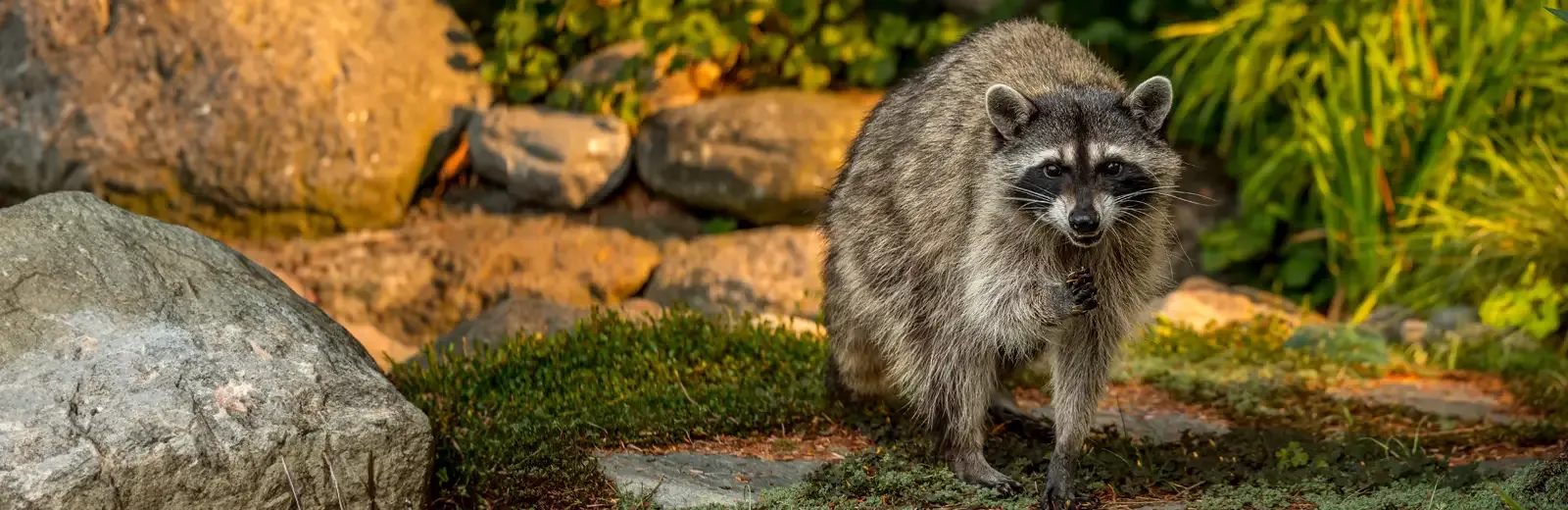 raccoon 