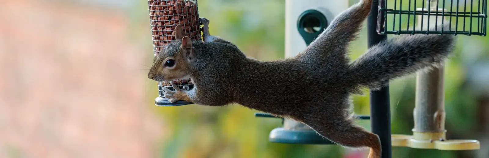 squirrel 