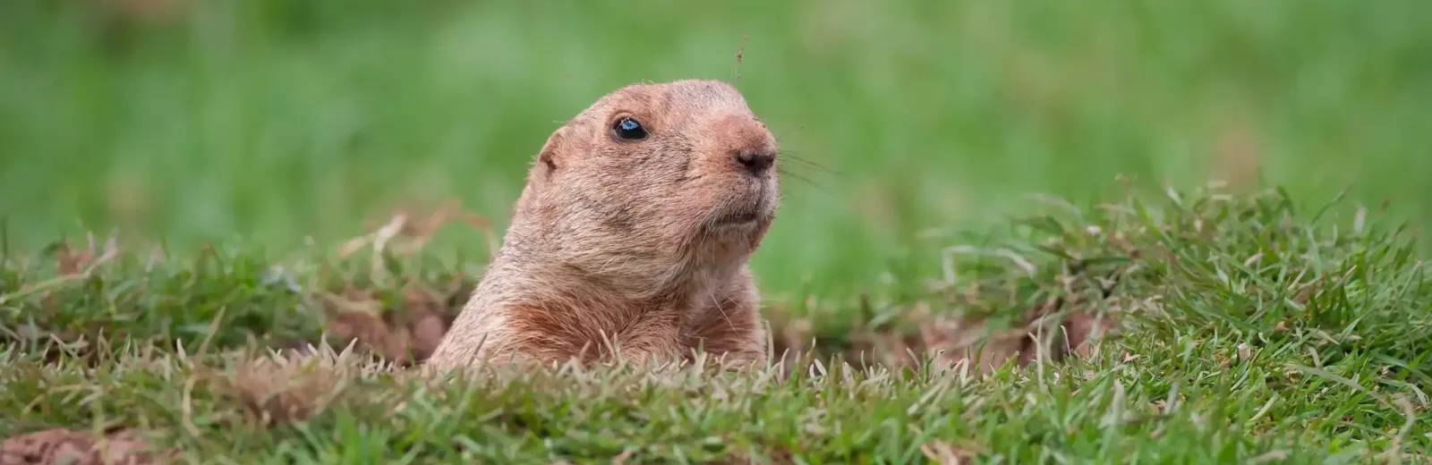 gopher