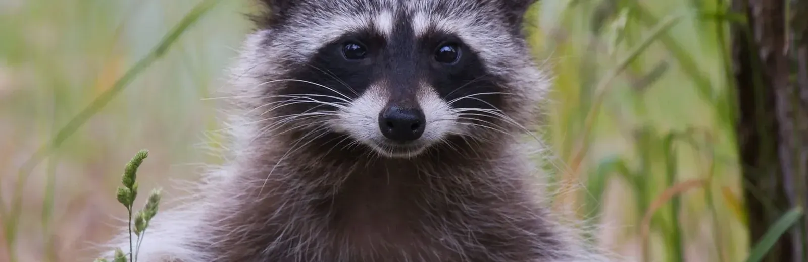 raccoon background 