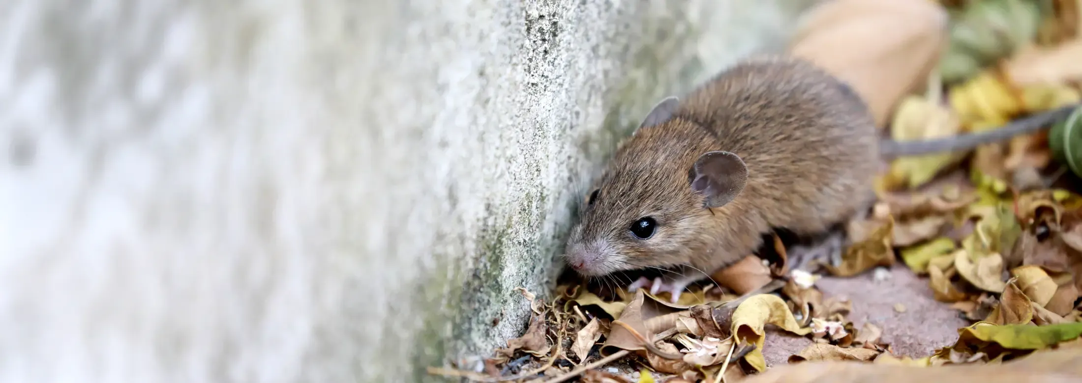 mouse next to house