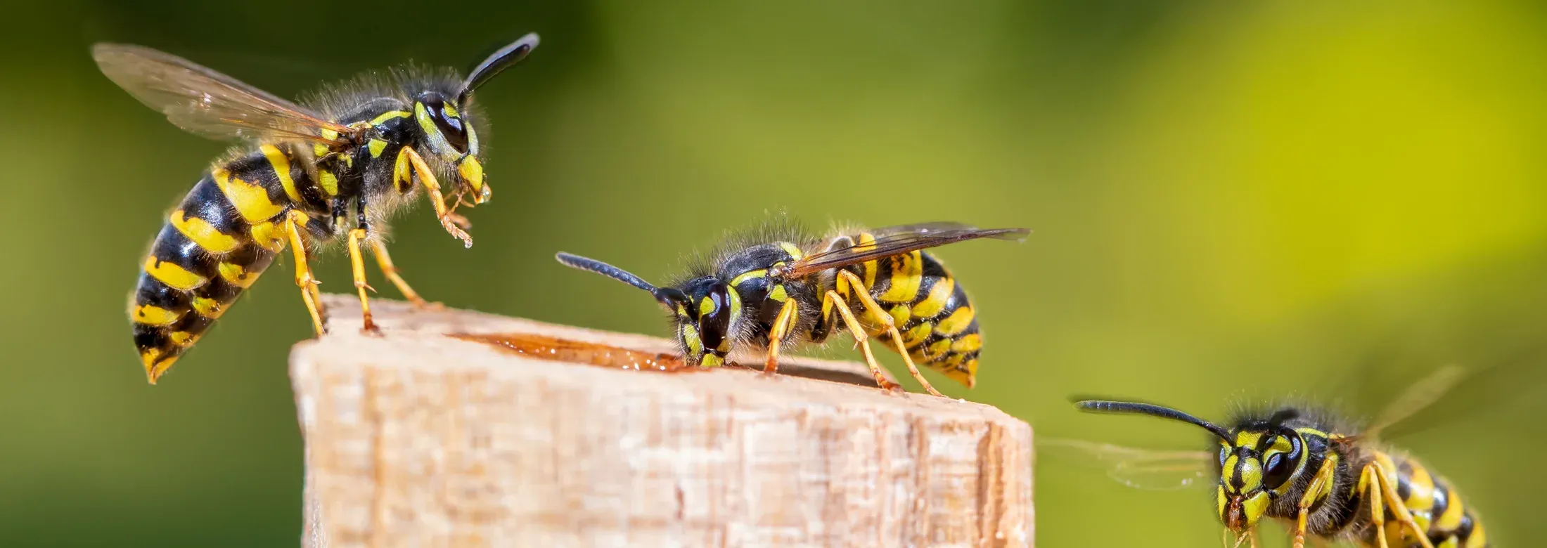 bees flying