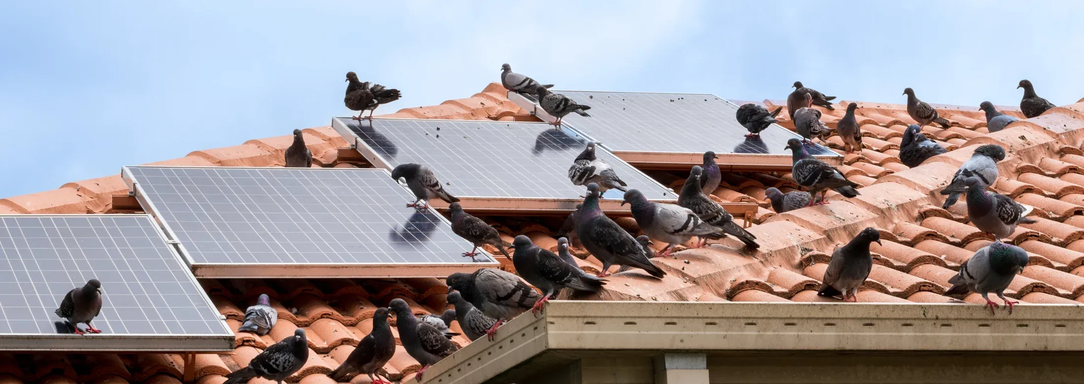 birds on a house roof