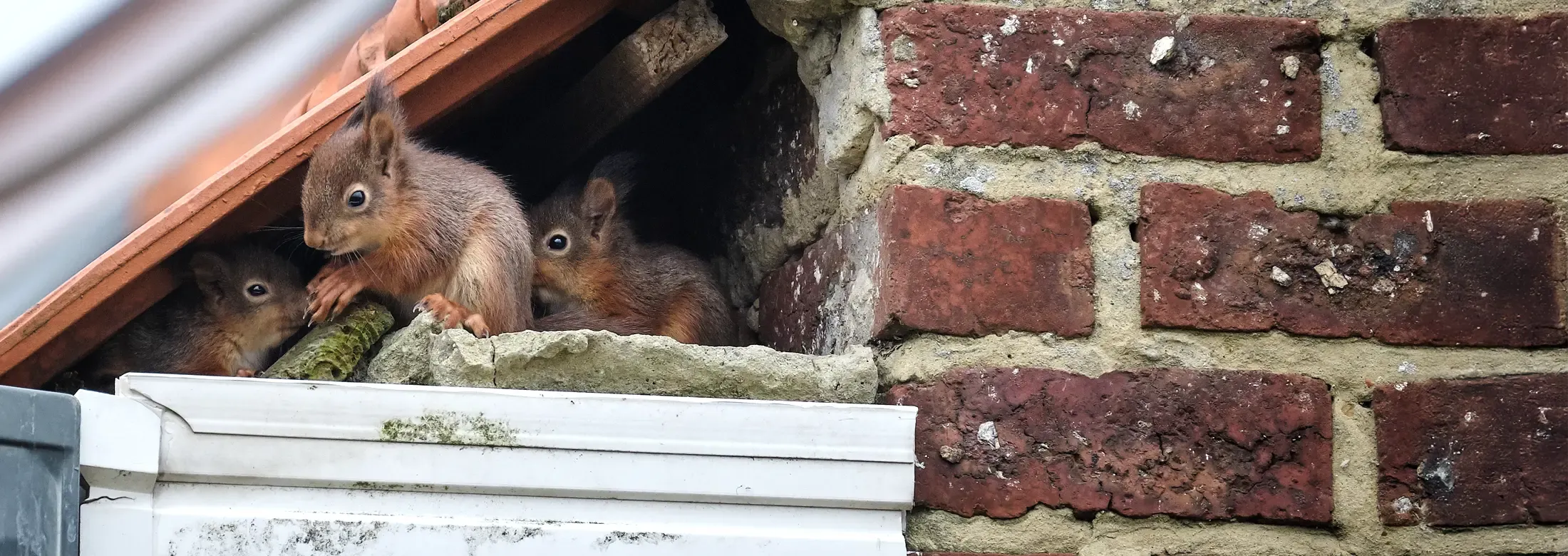 chipmunks on roof of a house