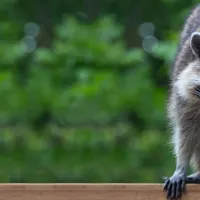 raccoon on a fence
