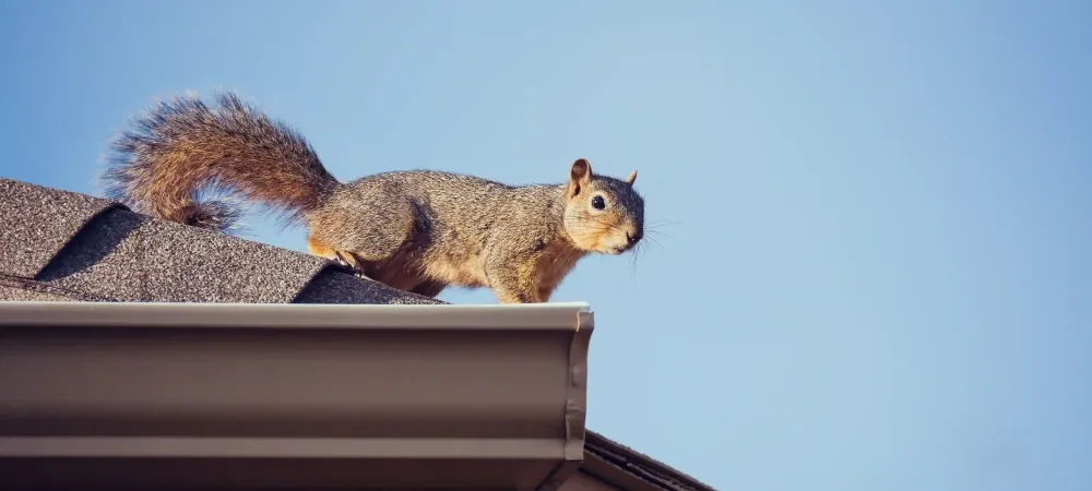 squirrel