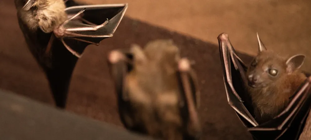 roofs in the attic in san diego, ca