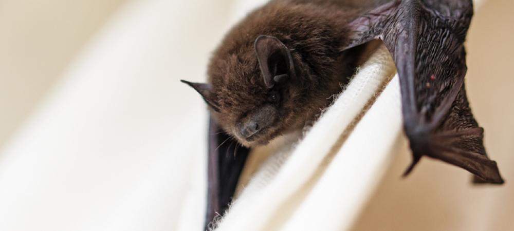 bat in california