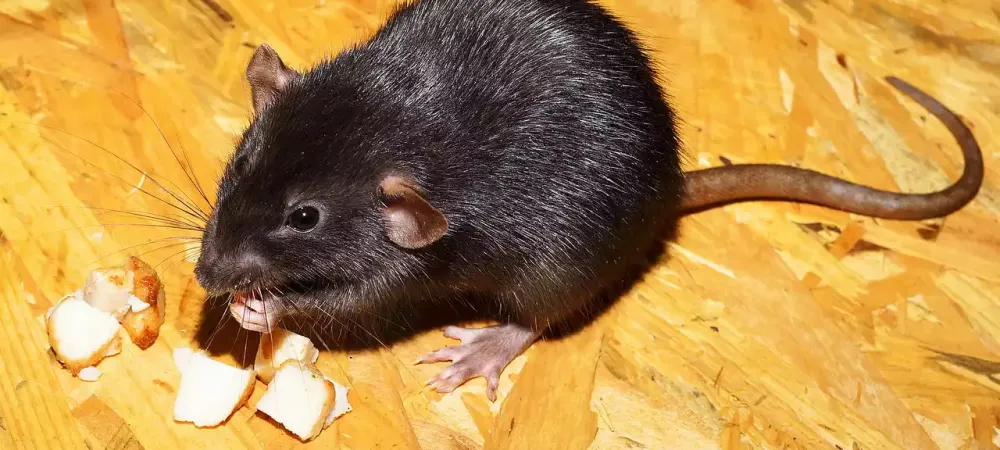 roof rat in san diego, ca