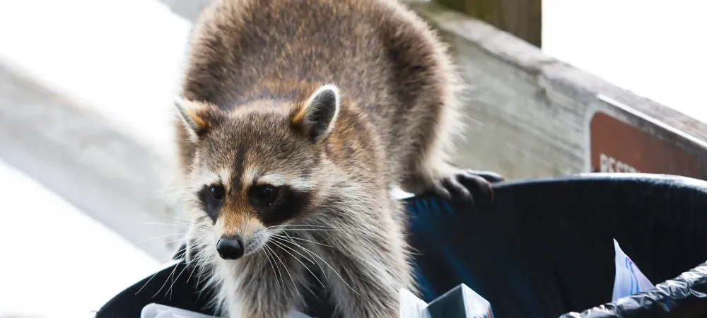 raccoon in trash