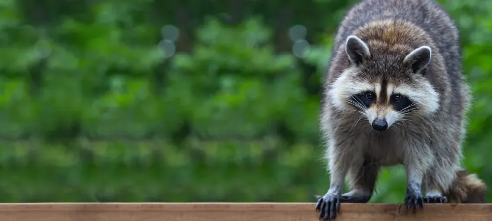 raccoon on a fence
