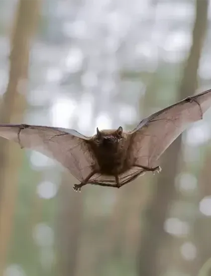 bat flying outside