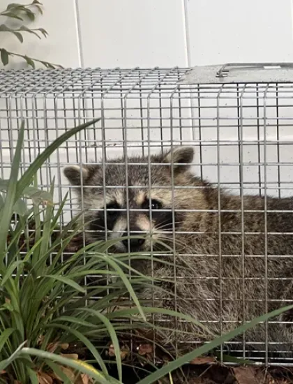 raccoon in a trap cage wildlife removal