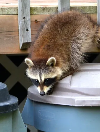 raccoon on a trash can