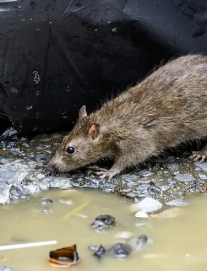 rodent next to trash