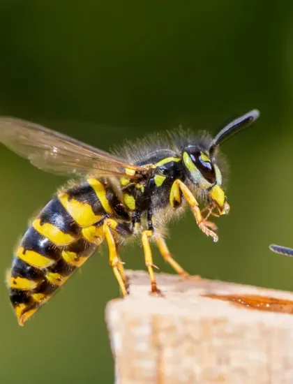 bees on a fence