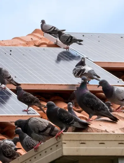birds on a roof