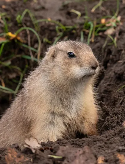 gopher