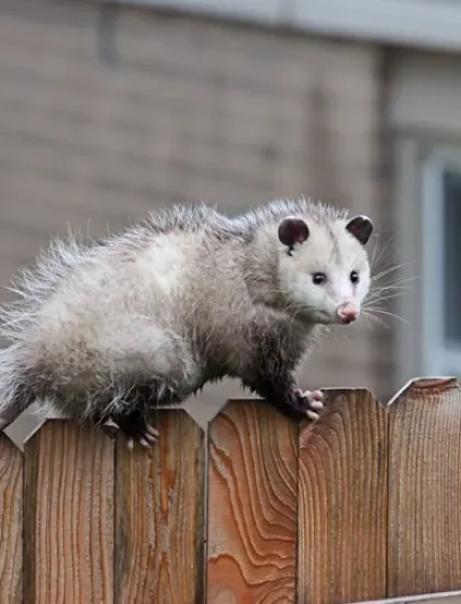 opossum on a fence