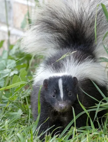 skunk next to a house