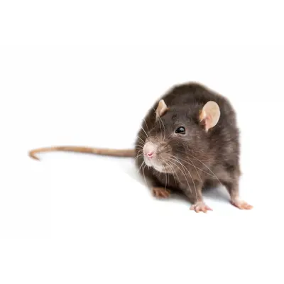 rodent