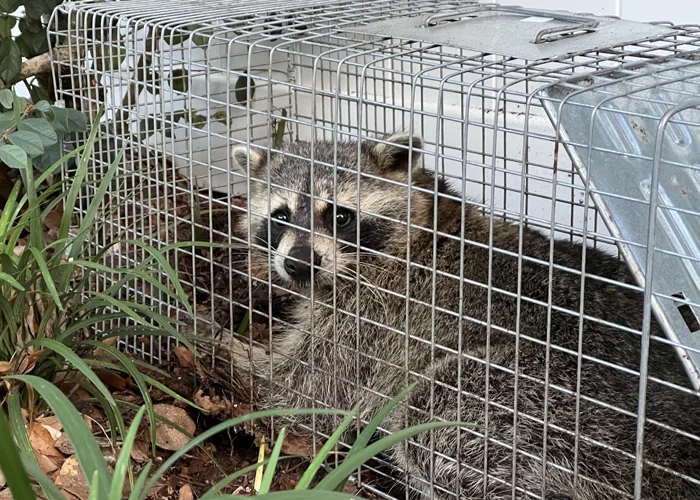 raccoon in a trap