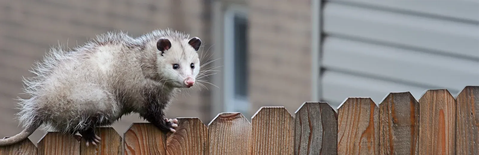 opossum on a fence