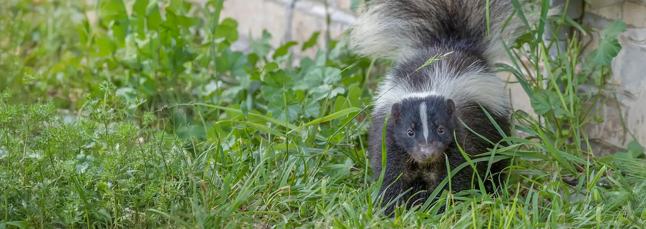 skunk-outside-next-to-house