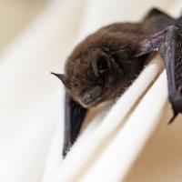 bat in california