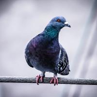 pigeon on a power line