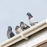 pigeons