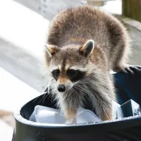 raccoon in trash