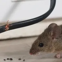 rodent and chewed wire