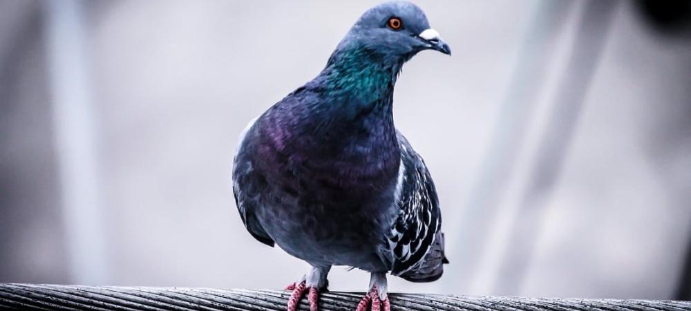 pigeon on a power line