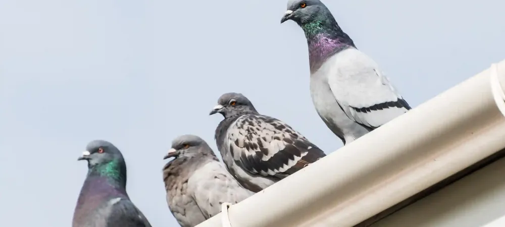 pigeons